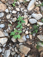 Leiobunum viridorsum