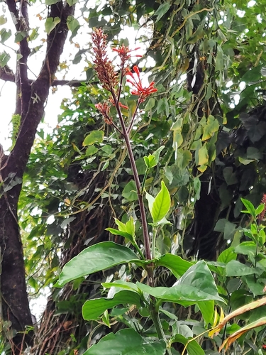 Odontonema cuspidatum