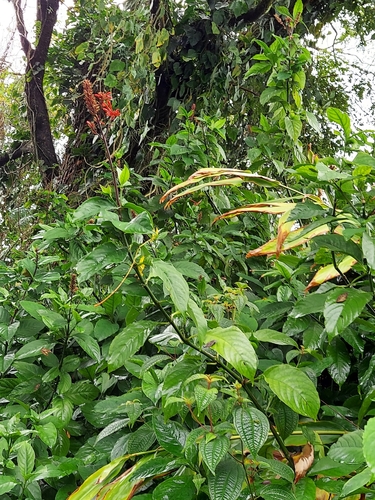 Odontonema cuspidatum