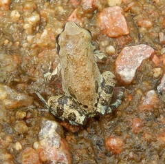 Pseudacris streckeri