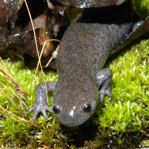 Streamside Salamander, Ambystoma barbouri