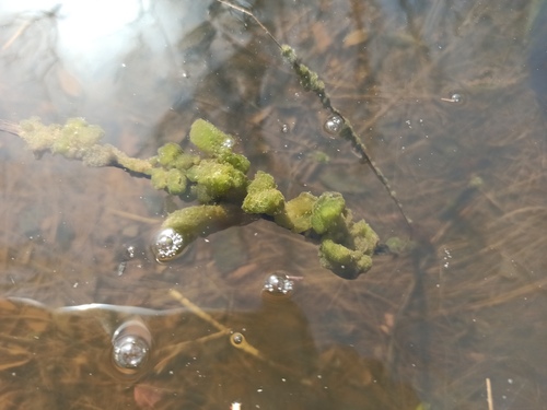 Tetraspora lubrica