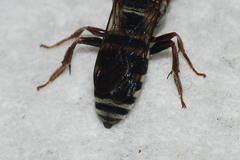 Epeolus scutellaris