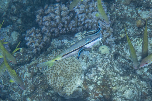 Red Sea Goatfish — seen at this dive site