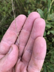 Aristida virgata