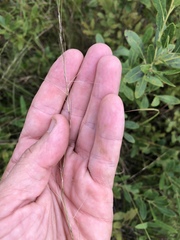Aristida virgata