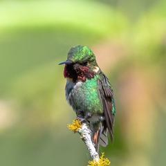 Rufous-Shafted Woodstar photo 2