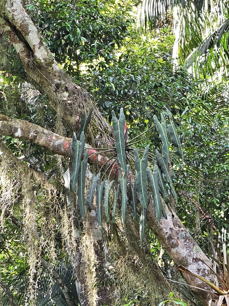philodendrons (Genus Philodendron)  iNaturalist
