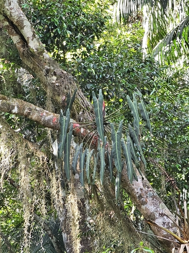 Philodendron spiritus-sancti G.S.Bunting