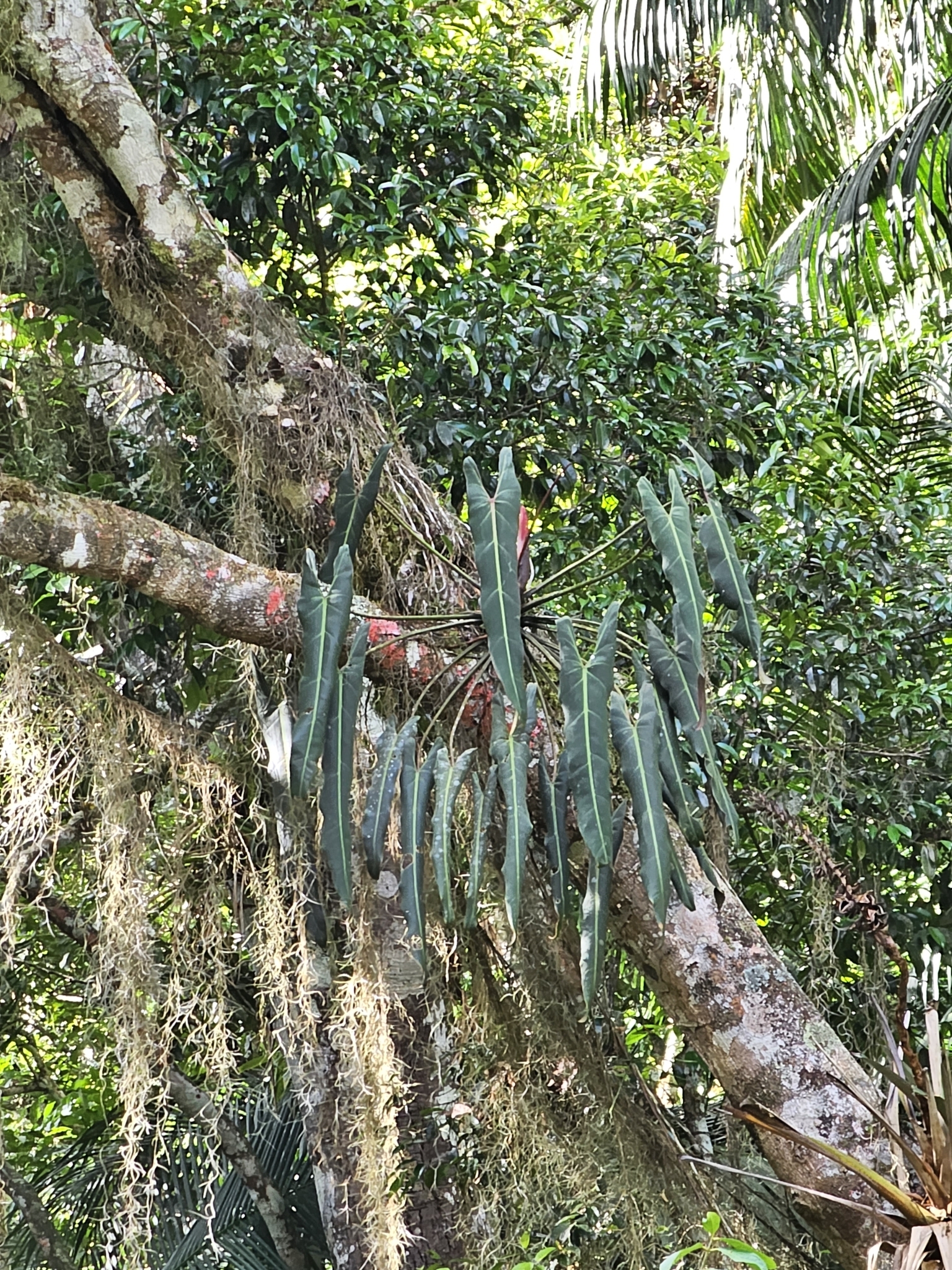 Philodendron spiritus-sancti  iNaturalist