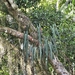 Philodendron spiritus-sancti - Photo (c) Gustavo Magnago, μερικά δικαιώματα διατηρούνται (CC BY-NC), uploaded by Gustavo Magnago