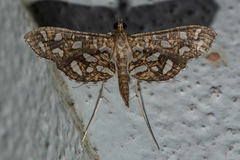 Nausinoe geometralis