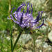 Globe-headed Rampion - Photo (c) Inger Vedel, some rights reserved (CC BY-NC)