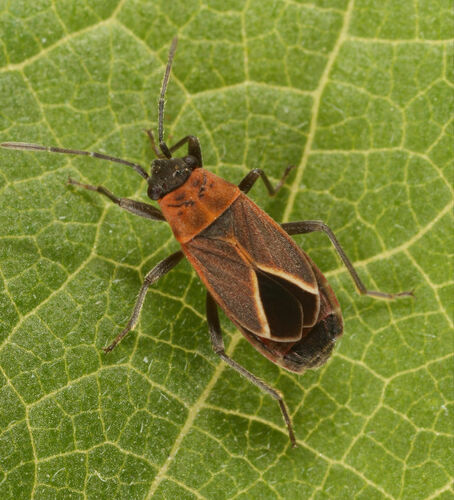 Ochrimnus barberi