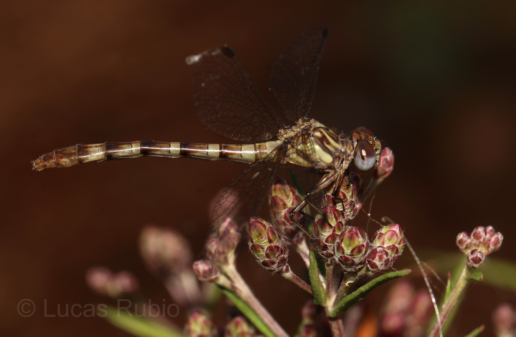 Archaeogomphus densus