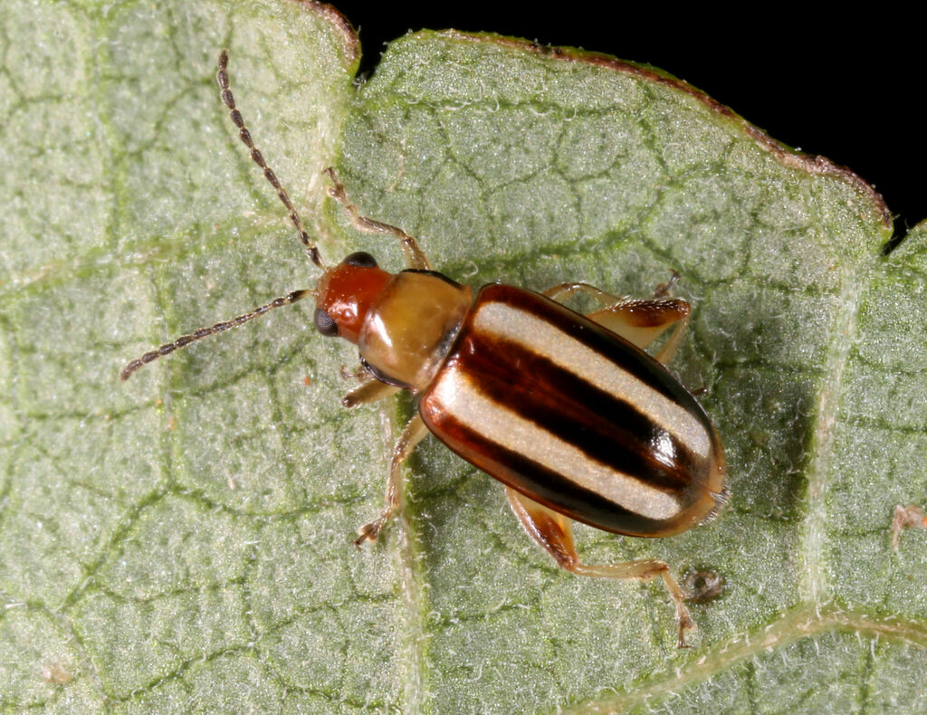 palestriped flea beetle