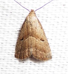 Hypenodes fractilinea