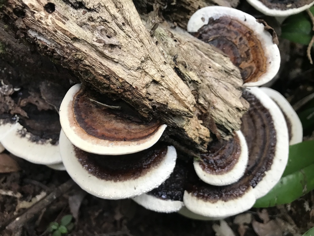 Neofomitella