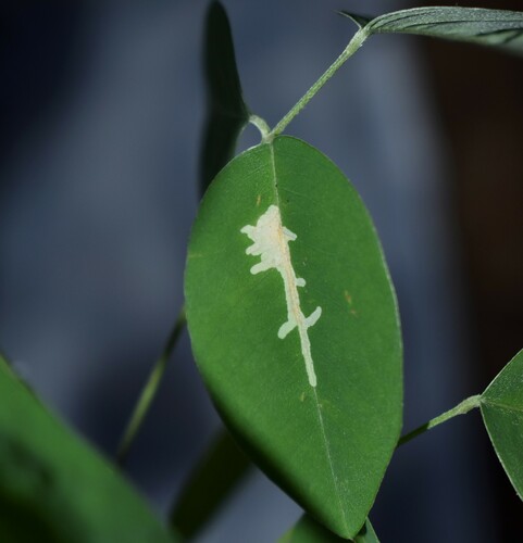 Parectopa lespedezaefoliella