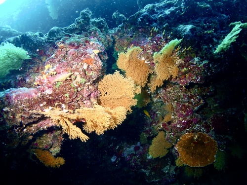 Sea Fan