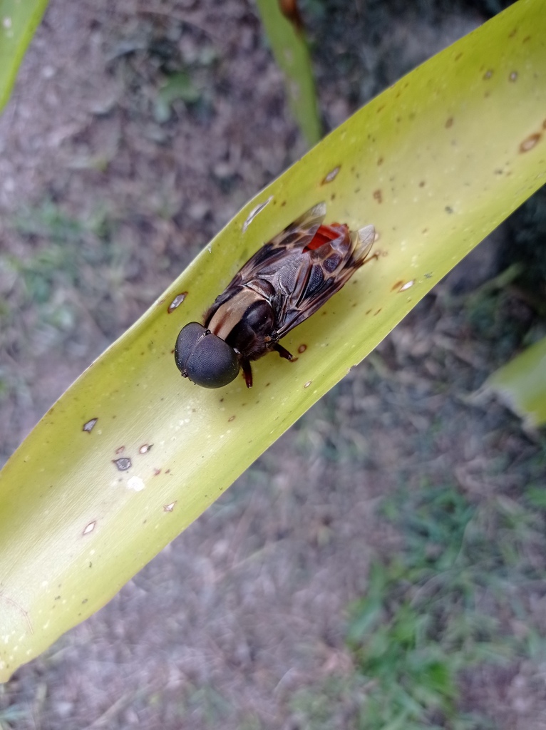 Pantophthalmus tabaninus