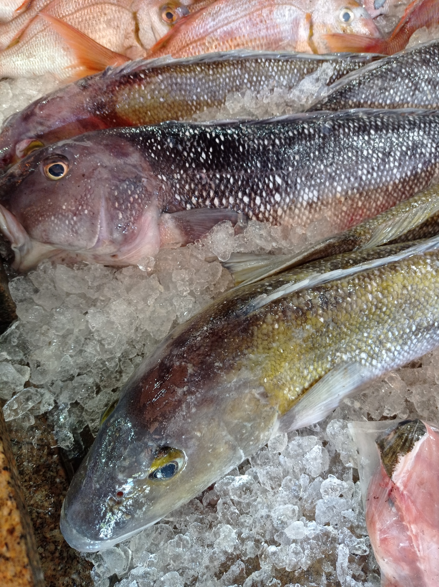Namorado Sandperch photo 2