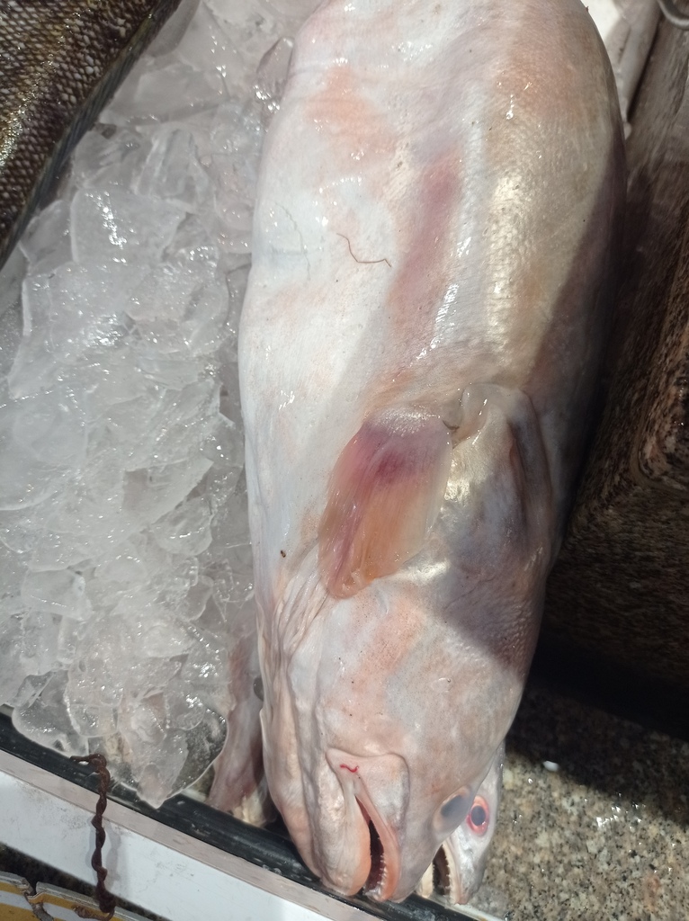 Pink Cusk-eel