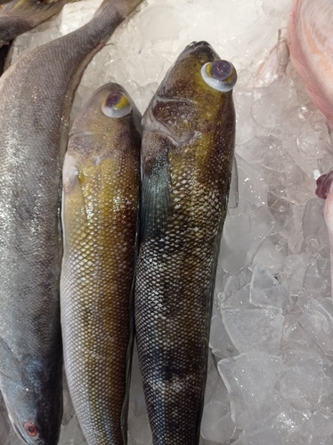 Namorado sandperch (Pseudopercis numida) — Pinguipedidae — 4