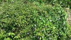 Clematis viticella