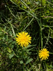 Taraxacum officinale