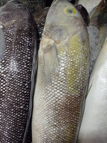 Namorado sandperch (Pseudopercis numida) — Pinguipedidae — 5