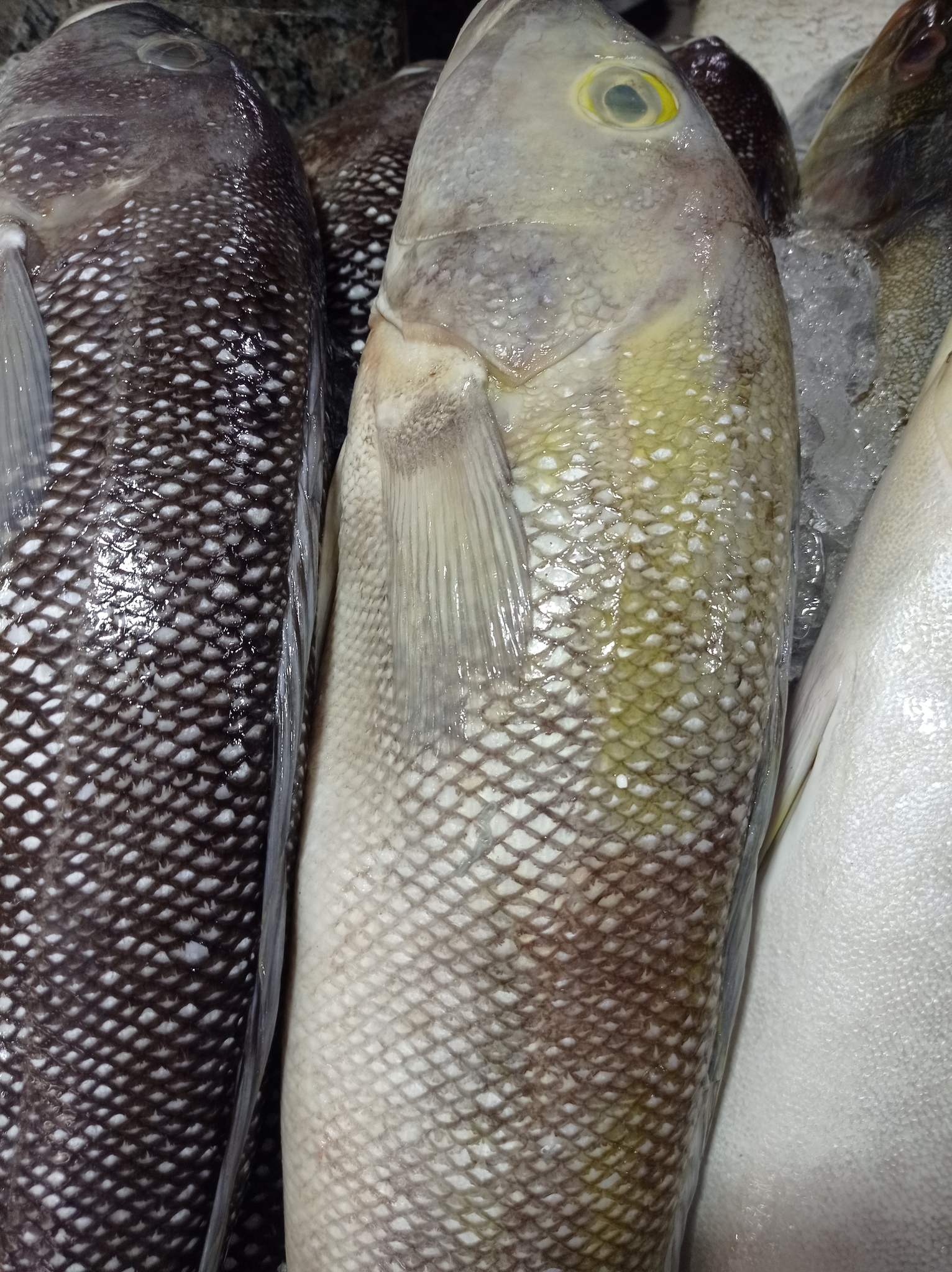 Namorado Sandperch photo 4