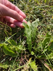 Taraxacum officinale