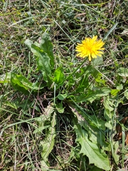 Taraxacum officinale