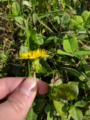Taraxacum officinale