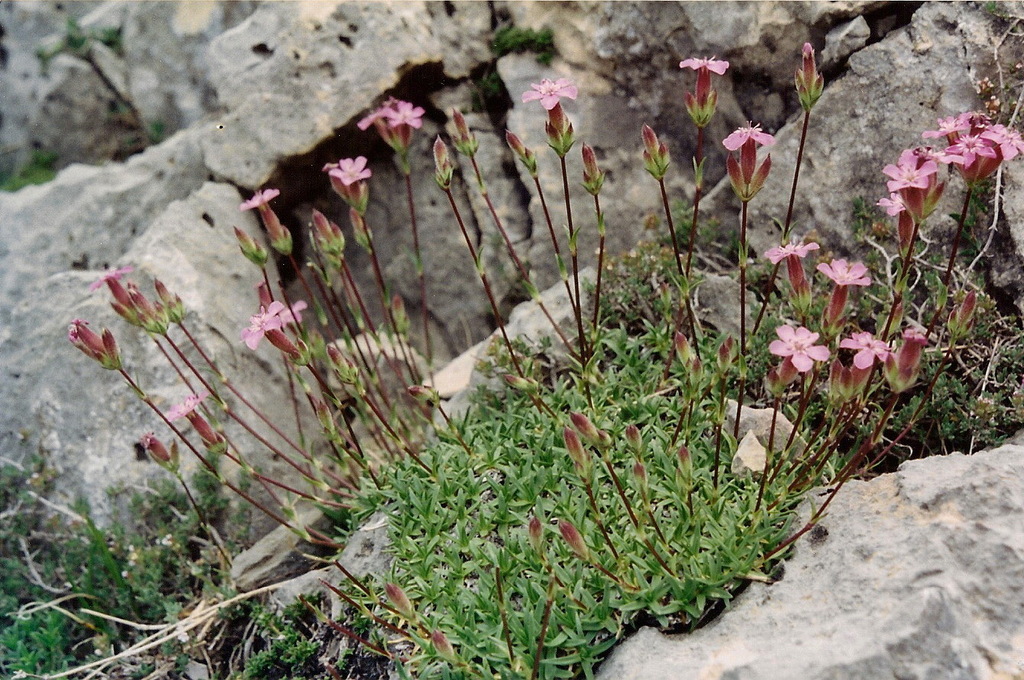 Tufted Soapwort