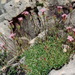 Saponaria caespitosa - Photo (c) José María Escolano, algunos derechos reservados (CC BY-NC-SA)