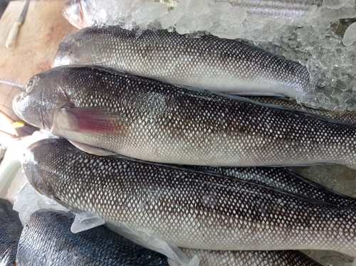 Namorado sandperch (Pseudopercis numida) — Pinguipedidae — 2
