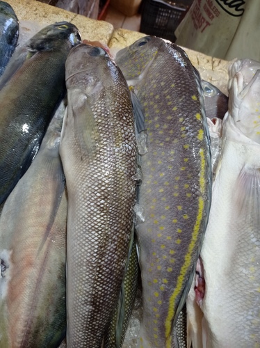 Brazilian tilefish (Lopholatilus villarii) — Malacanthidae — 4