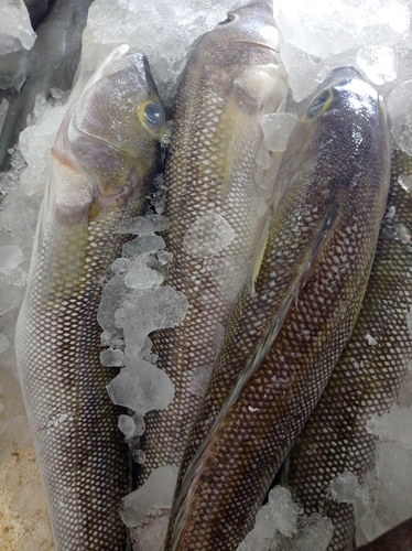 Namorado sandperch (Pseudopercis numida) — Pinguipedidae