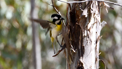 Falcunculus leucogaster