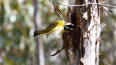 Falcunculus leucogaster