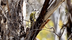 Falcunculus leucogaster