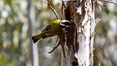 Falcunculus leucogaster