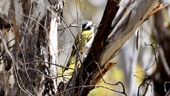 Falcunculus leucogaster