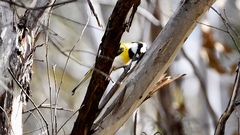 Falcunculus leucogaster