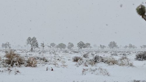 Yucca brevifolia