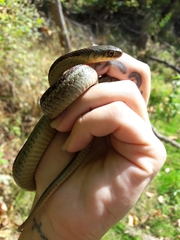 Thamnophis sirtalis sirtalis