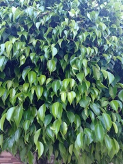 Ficus benjamina