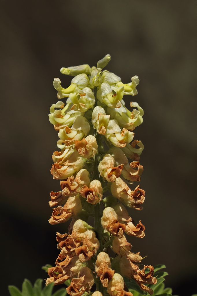 Sophora jaubertii